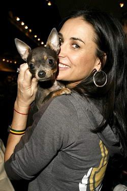 Demi Moore i sobaki