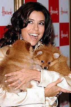 Pomeranski shpitc Evy Longoriia