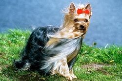 Йоркширский терьер